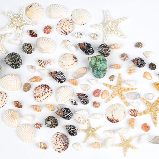 1500pcs Mini Seashells - Starfish Mixed Beach Small Shells - Agate Pebble Stone for Crafting - Vase Fillers Home Decor - Ocean Theme Wedding Decoration - DIY Crafts van Merkloos	