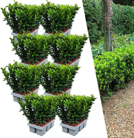 48 Groene Haagplanten voor Smalle, Dichte Groene Haag - Buxus Vervanger