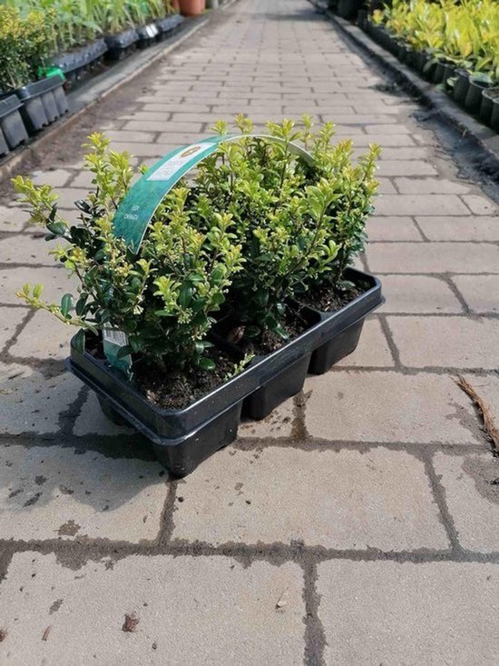 6 Japanse Hulst (Ilex Crenata) Haagplanten 20-25 cm - Onderhoudsarme Buxusvervanger