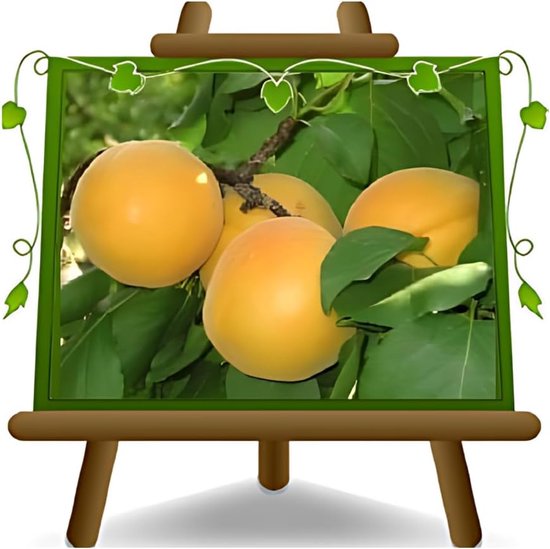 Abrikozen Fruitboom - Fruitstruik - Zelf Fruit Kweken - Twee Jaar Oud - 150 cm Hoog