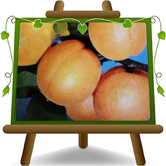 Abrikozenboom - Fruitplant - Zelf Oogsten - Droogtetolerant - Max 200 cm - Groen