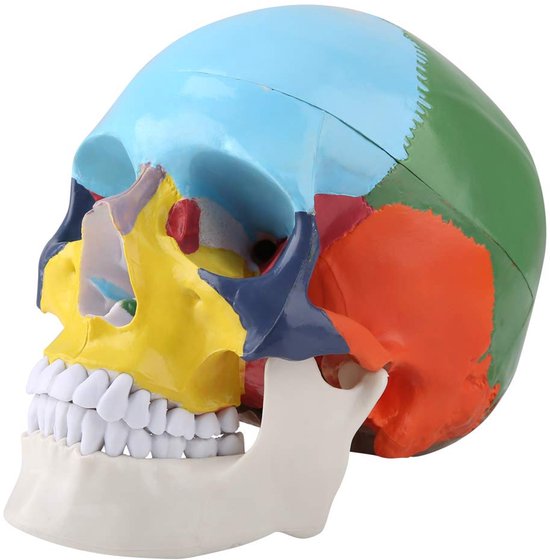 Anatomisch Didactisch Skelet Model - Gekleurd Menselijk Schedel Model - Anatomie Lesmateriaal - Levensgroot 1:1 van Merkloos	