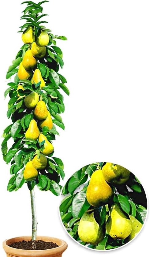 BALDUR-Netherlands 1x Column pear 'Doyenné du Comice', plant root ball, Space-saving columnar pear, Perfect for small gardens, balconies & terraces, Large harvest of juicy sweet fruit, Hardy van Merkloos	