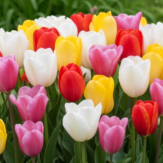 Betaalbare Tulp Bollen Collectie van Merkloos	