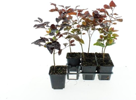 Bloedbeuken Boom - Rode Beuk Struik - Tuinieren Heggen - Winterhard Decoratief Blad - 40-60cm Incl Pot - Donkerrood Paars