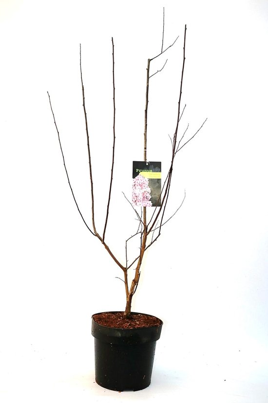 Bloedpruim Sierboom (Prunus cerasifera) - Winterhard en Onderhoudsvriendelijk