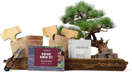 Bonsai Starters Kit - Boompje Inclusief Gereedschap - Schaar - Zaden van Grow Buddha