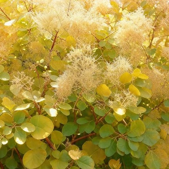 Cotinus coggygria Golden Spirit met Geel Blad