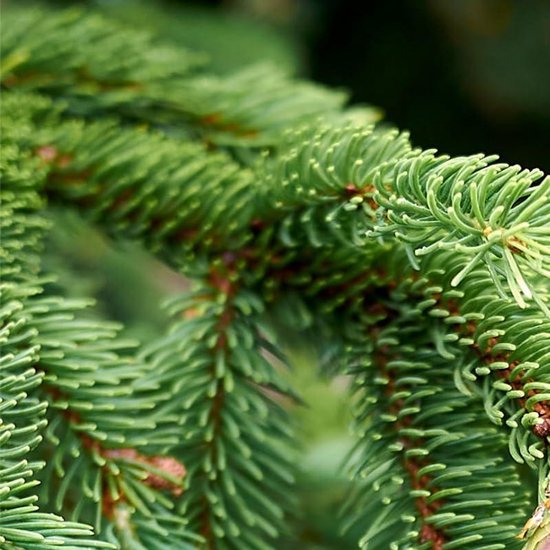 Dwerg Spar - Groenblijvende Conifeer - Kleine Tuin - Compacte Groeiwijze - 20/30 cm - Groen
