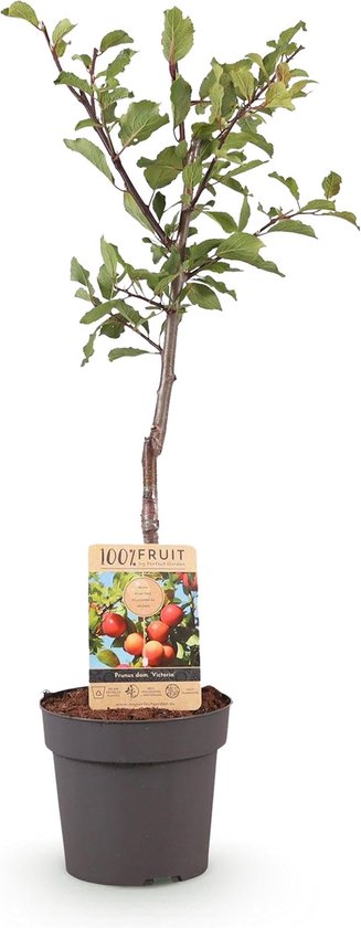 Fruitboom Pruim - Pruimenboom Victoria - Zelf Fruit Kweken - Winterharde Soort - Pot 21cm Hoog 90cm - Paarse Pruim