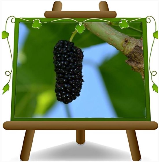 Fruitplant - Moerbei boom - Fruit oogsten - 4 jaar geteeld - 190 cm - Zwart van Merkloos	