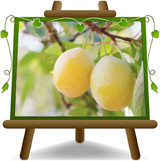 Gele Pruimenboom 160-180 cm Hoog - Fruitplant in Pot