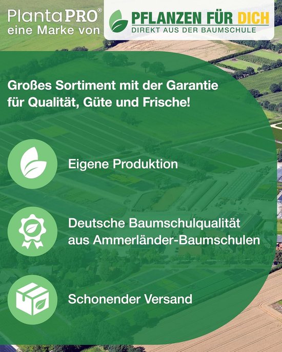 Groenblijvende Japanse Hulst Struik Pot - Geschikt voor Tuin of Haag - 20-30cm van Merkloos	