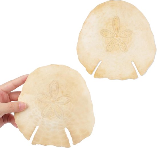 Grote natuurlijke schelpen - enorme schelpen van 12-16 cm (11) - zeeleven decoratie van Merkloos	