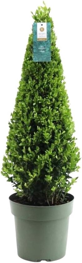 Hulstplanten Piramide - Buxus vervanger - Tuin decoratie - Resistent tegen buxusboorder - 55 cm hoog - Groen