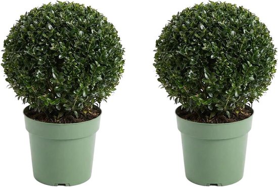 Japanse hulst bollen - Groenblijvende struiken - Tuin decoreren - Buxus alternatief - 30 cm hoog - Groen
