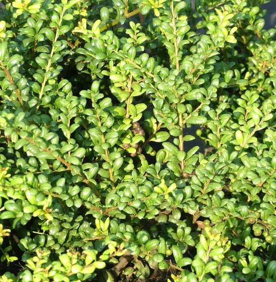 Japanse Hulst - Buxus Vervanger - Hedge Planten - Altijd Groen - 10-15 cm - Groen