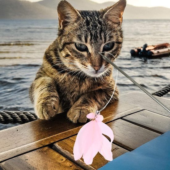 Kattenhengelspeelgoed - Kattenstok en speelhengel - Voor spelen met katten - Telescopische hengel - 40 cm - Roze