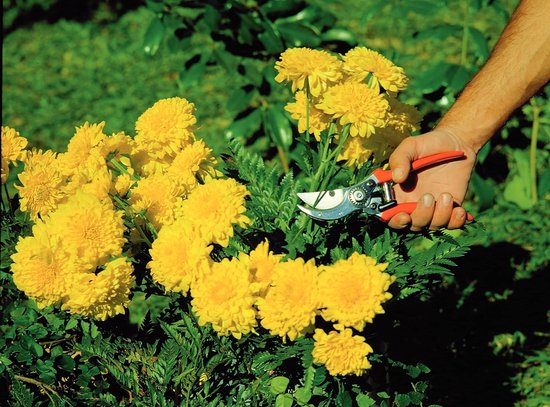 Professionele snoeischaar, voor takken en takken van Pro