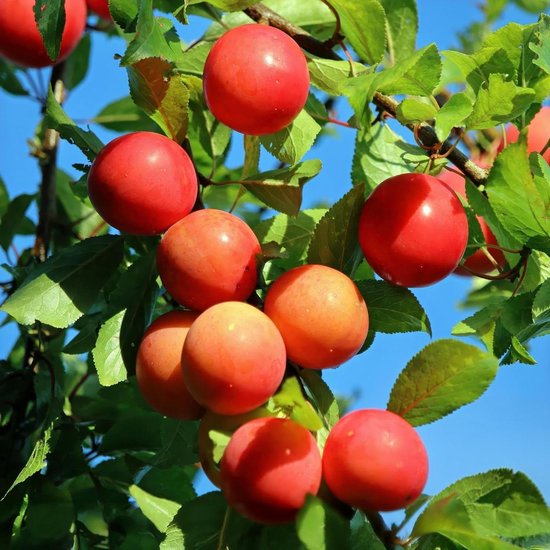 Pruimenboom Victoria - Fruitplant Rode Pruimen - Zelf Fruit Kweken - Onderhoudsvriendelijke Fruitboom - Hoogte 90 cm - Rood