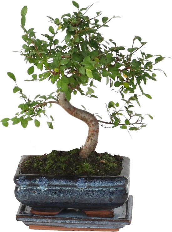 S-vormige Bonsai Boom Zelkova Serrata 20-30 cm in Pot van Merkloos	