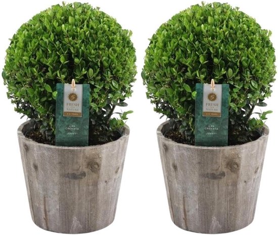Set van 2 Bolvormige Japanse Hulst (Ilex crenata) in Houten Pot - Wintergroene Buxusvervanger - 20 cm van Merkloos	