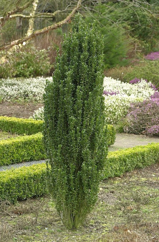Sierheester Zuilvormige Japanse Hulst Potmaat 60-80 cm van Merkloos	