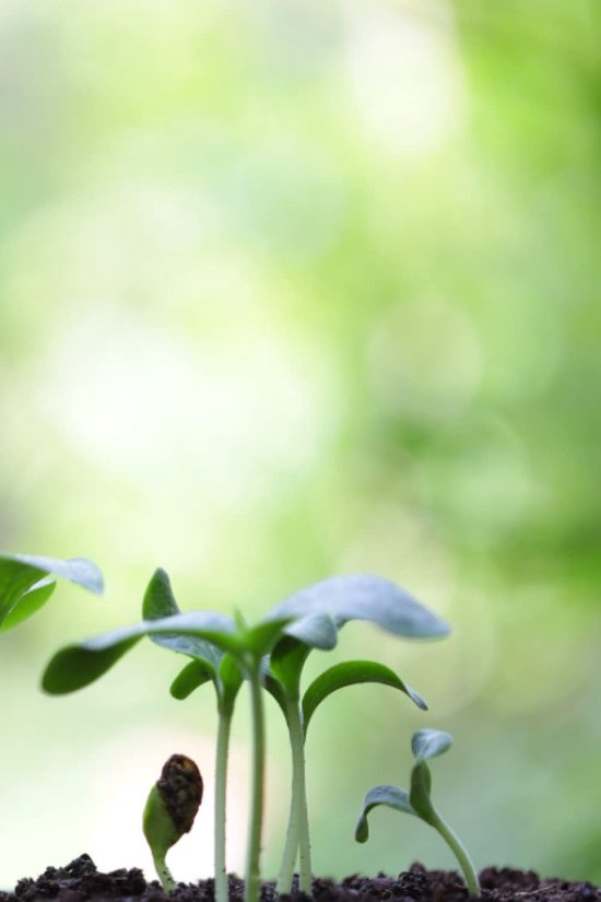 SnelShoppen - My Yard Logbook - Tuin Logboek voor Tuinonderhoud - Plantengroei, Klimaat, Notities - Handzaam A5 Formaat - Perfect voor Tuinliefhebbers