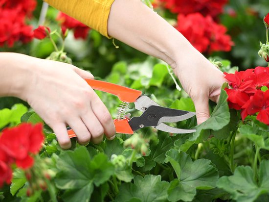 Snoeischaar - Tuinschaar - Takkenschaar - Rozenschaar - Lichtgewicht en ergonomisch van Bellota