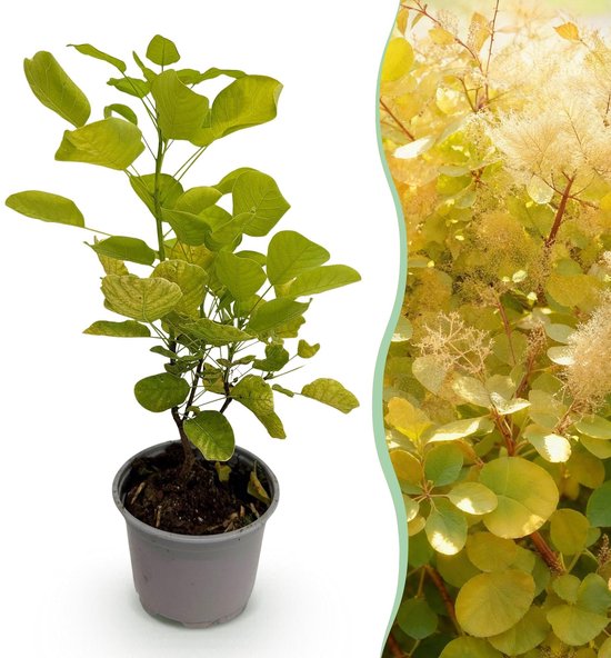 Solidchoice - Cotinus coggygria Golden Spirit met Geel Blad