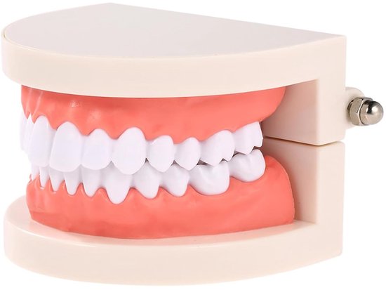 Tandmodel - tandheelkundige verzorging model - demonstratiemodel voor volwassenen - simulatie tanden - modeldisplay - tandheelkundige demonstratiemodel - standaard model typodont Tokaneit van Merkloos	