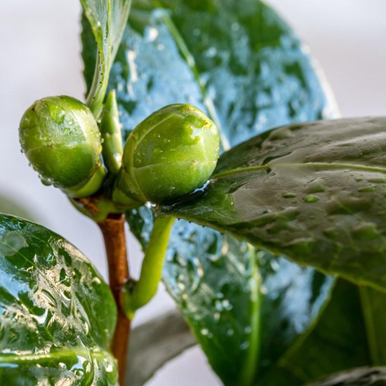 Theeplant Set - Camellia Sinensis - Tuin Decoratie - Winterhard Struik - 40-45 cm Hoog - Groen