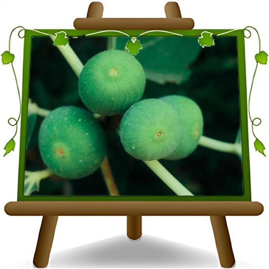Vijgenboom - Fruitplant Vaste Plant - Fruit Kweken - Twee Jaar Gekweekt - Max 170 cm - Groen