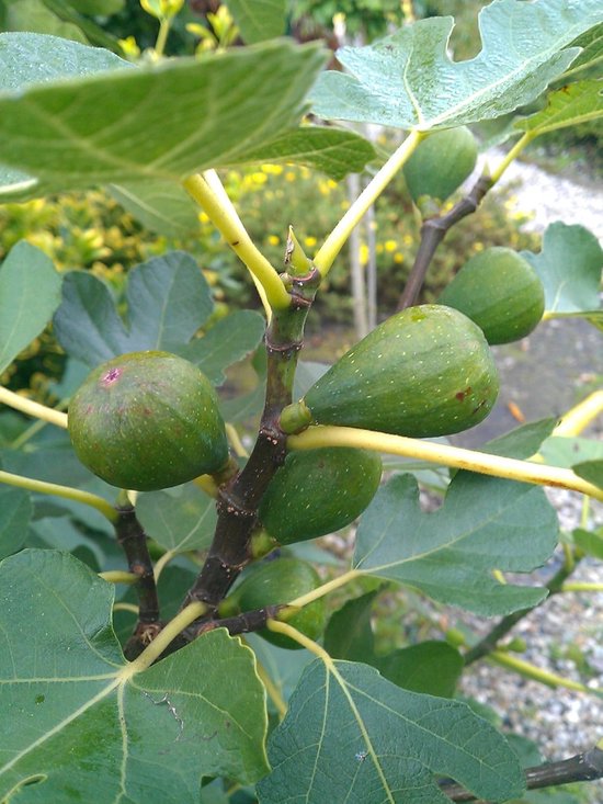Vijgenboom Plant - Fruitboom - Buiten Tuinieren - Koudebestendig Fruit - 30-40cm Hoogte - Bruine Vijgen van Merkloos	
