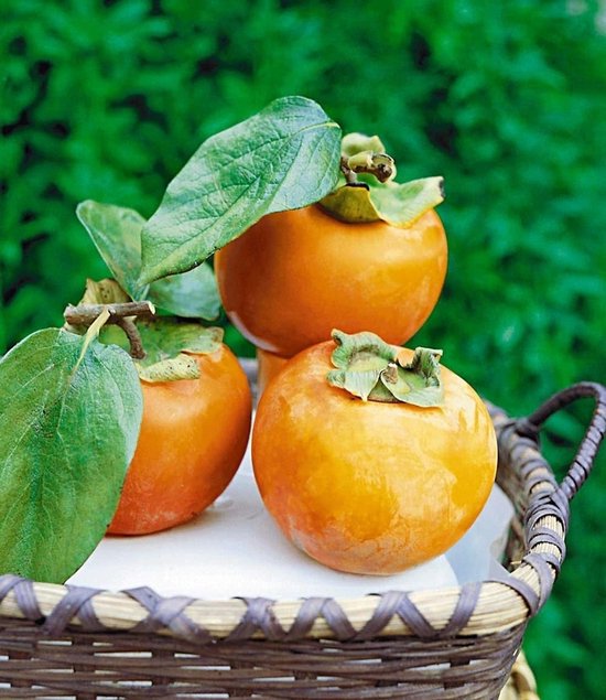 Winterharde Kaki - Sharonfruit Boom - Exotisch Fruit - Compact & Zelfbestuivend - 2L Pot 60CM